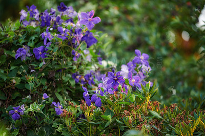 Buy stock photo Purple clematis flowers growing in a garden with copy space. Bunch of blossoms in a lush green outdoor park. Lots of beautiful ornamental Italian leather flower plants for backyard landscaping