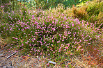 Blooming heather