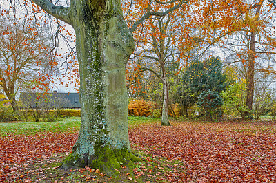 Buy stock photo Autumn, ecology and growth with tree in nature for conservation, texture or sustainability of environment. Background, fall and wallpaper with evergreen growing outdoor in park for dendrology