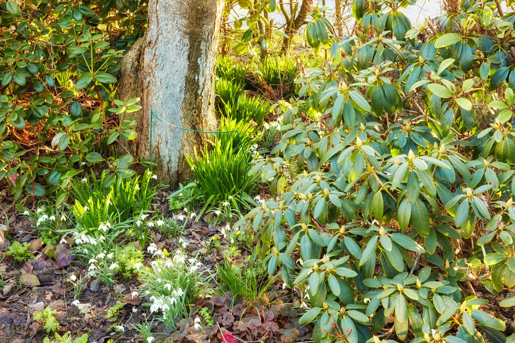 Buy stock photo Nature, leaves and bush of plants in garden with sustainable, botany and eco friendly landscape. Outdoor, field and bunch of greenery blooming in spring season by environment in countryside.