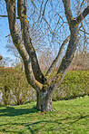 Huge tree in my garden - early spring