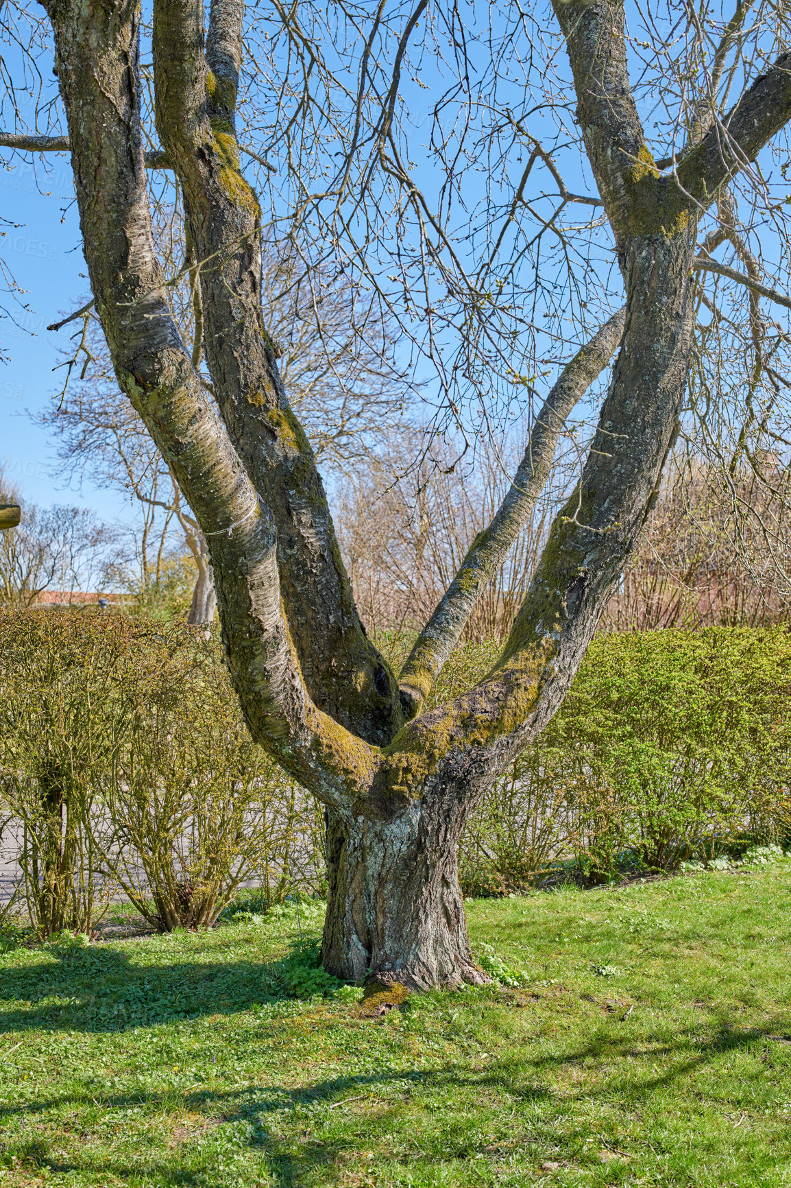 Buy stock photo A garden of all seasons