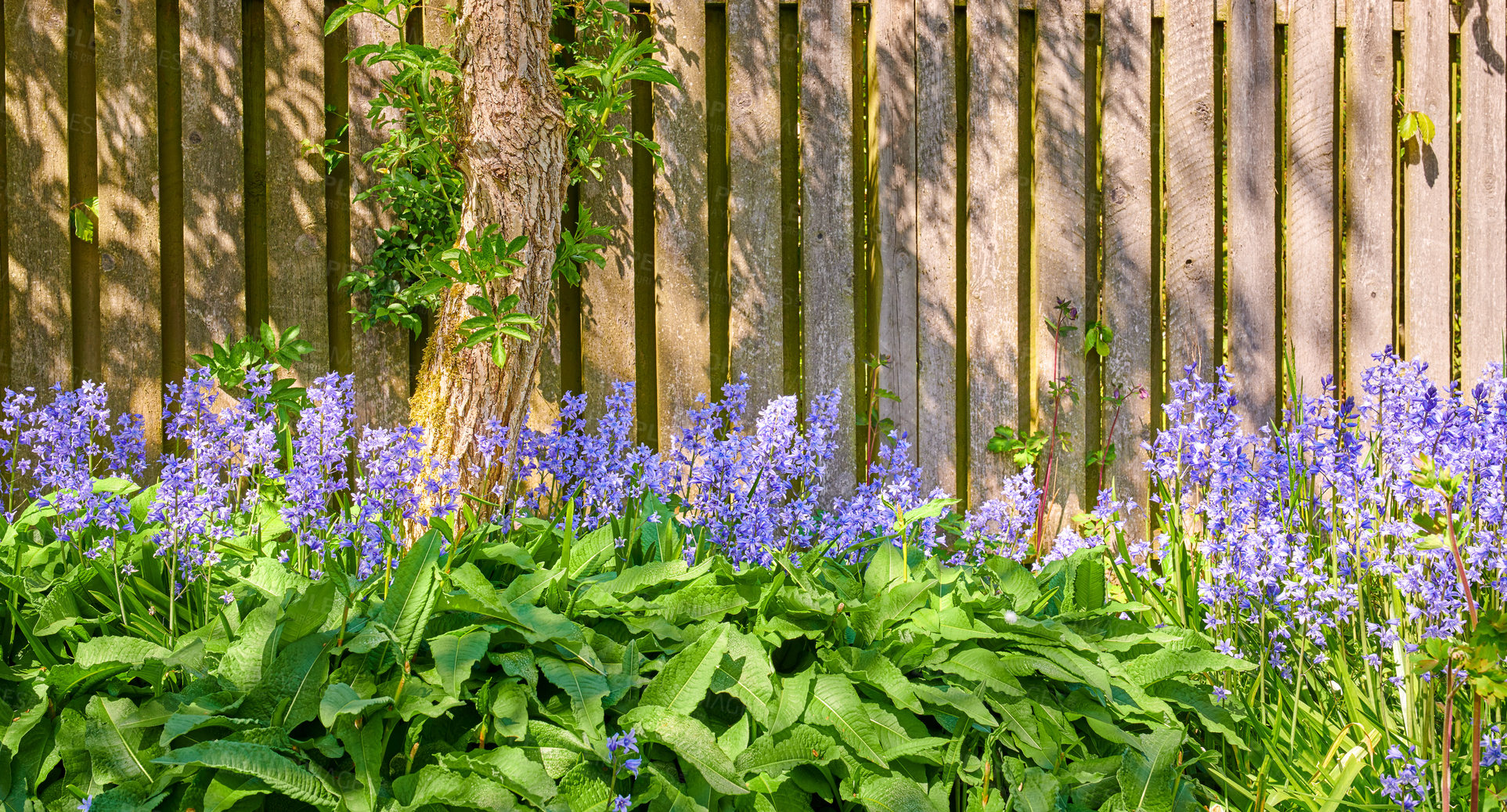 Buy stock photo A garden of all seasons