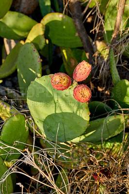 Buy stock photo Prickly Pear Cactus  - outdoor image from Spain