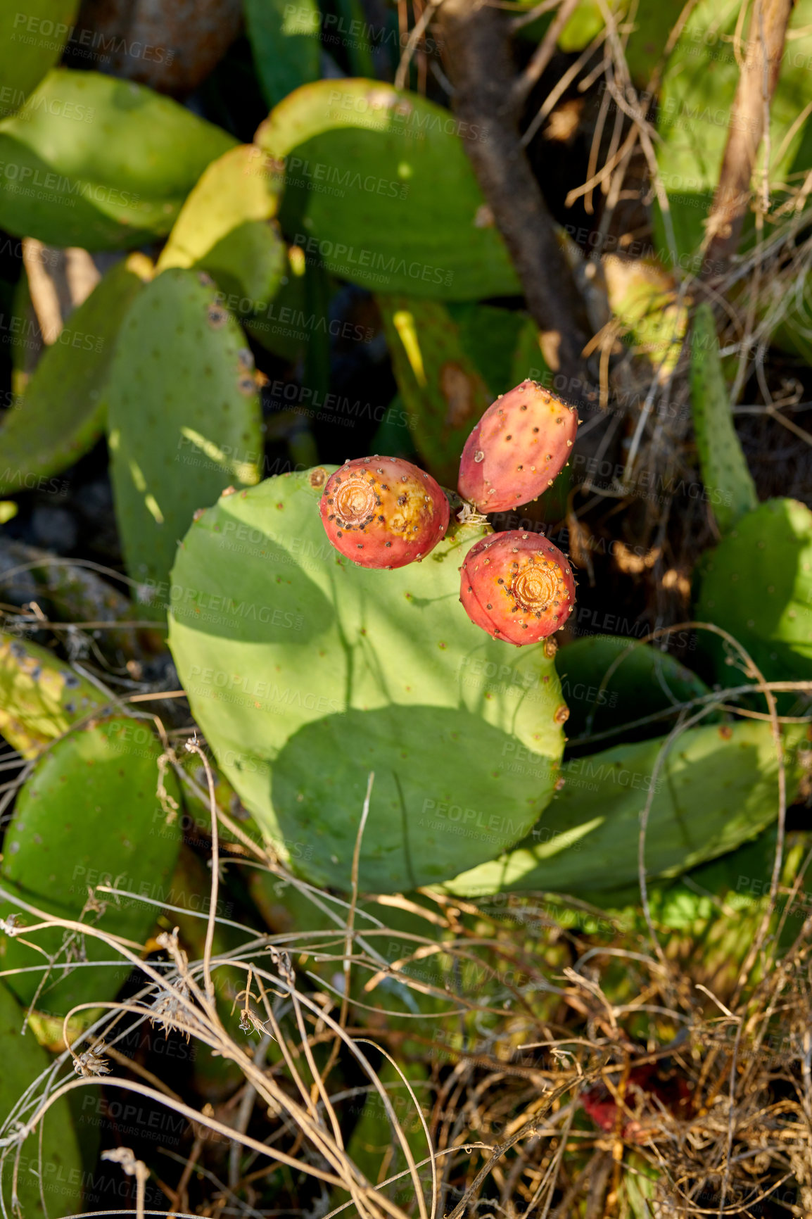 Buy stock photo Prickly Pear Cactus  - outdoor image from Spain