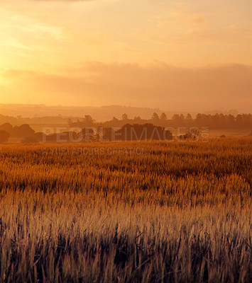 Buy stock photo A photo of a vibrant country field in harvest