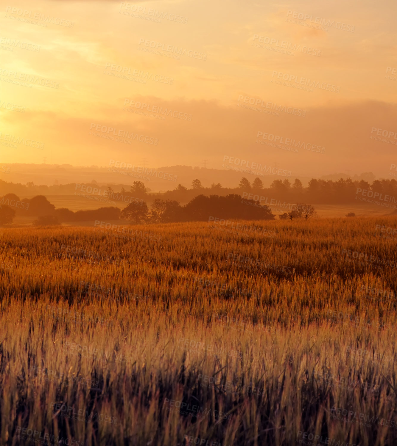 Buy stock photo A photo of a vibrant country field in harvest