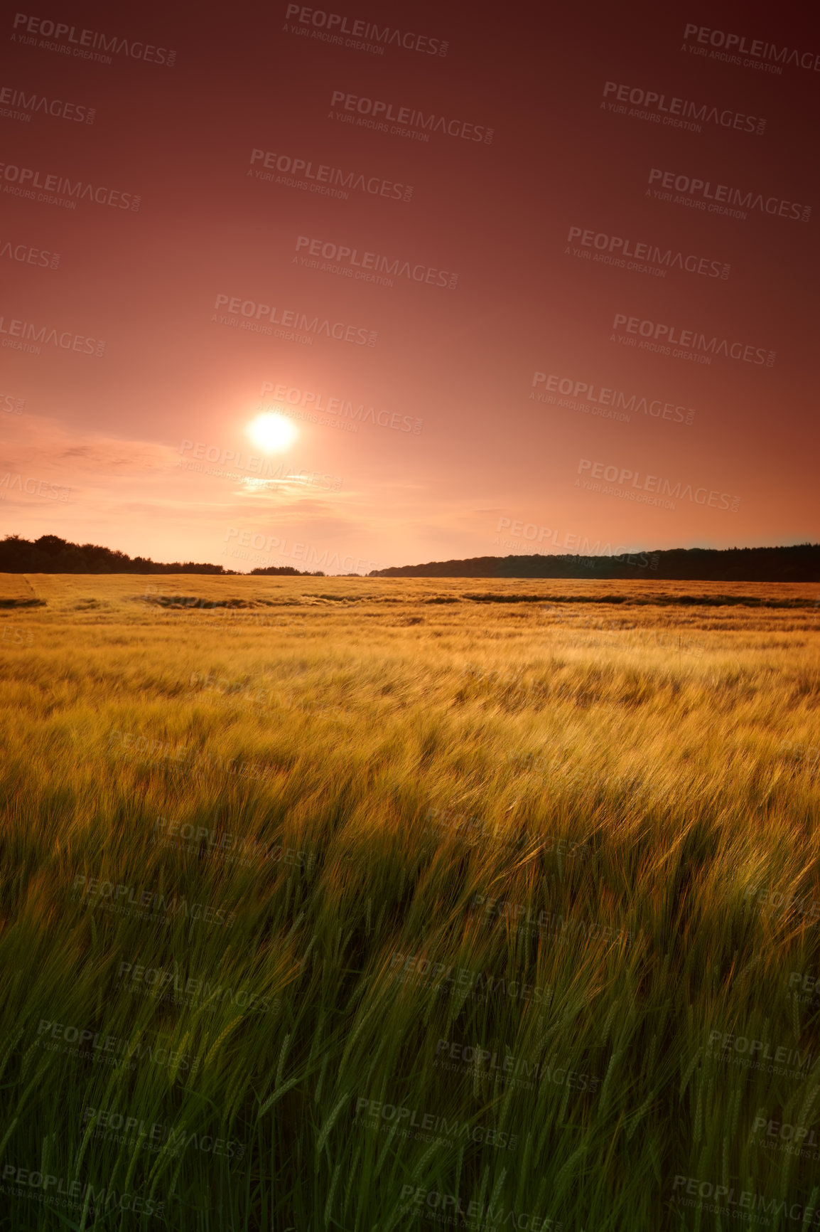 Buy stock photo Wheat field, grass and sunset in meadow for agriculture harvest, sustainability or environment. Nature, plant growth and ecology for outdoor, sunshine or farm for rural countryside grain in landscape