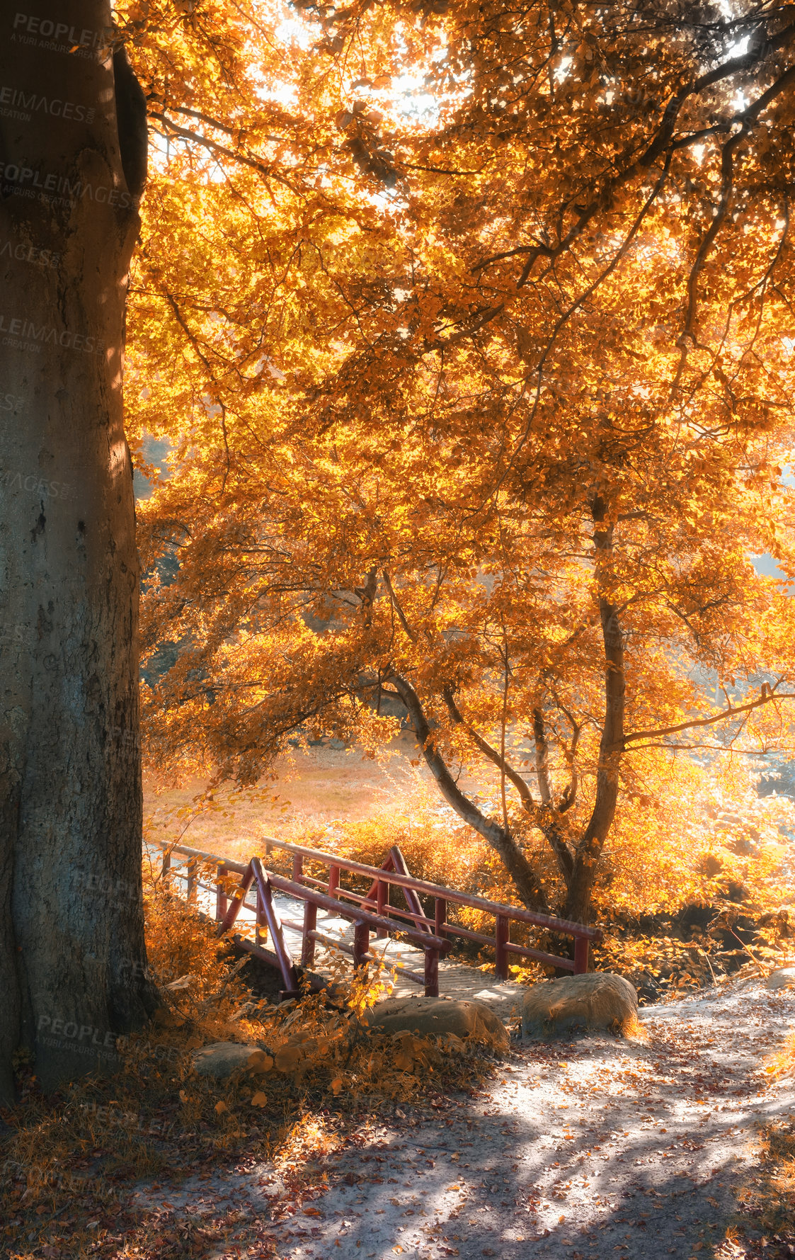 Buy stock photo Small bridge in Autumn - natural background