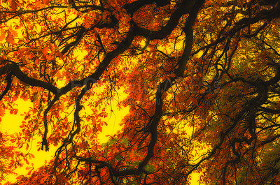 Buy stock photo Autumn - natural background