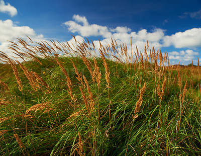 Buy stock photo Colorful wheat flowers grow around reeds covered by thick grass. Blossoming and blooming wildflower  plants in a serene, peaceful, tranquil private home garden and backyard on a ecological field