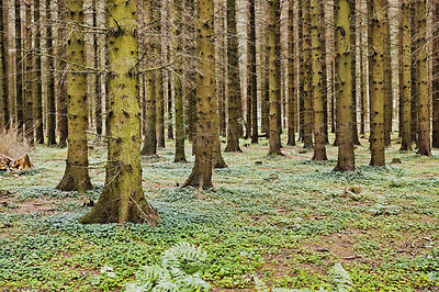 Buy stock photo Beautiful lush green forest in Denmark with tall pine trees growing in harmony in nature with copy space. Tranquil summer morning and a landscape view of a quiet zen jungle with soothing fresh air 