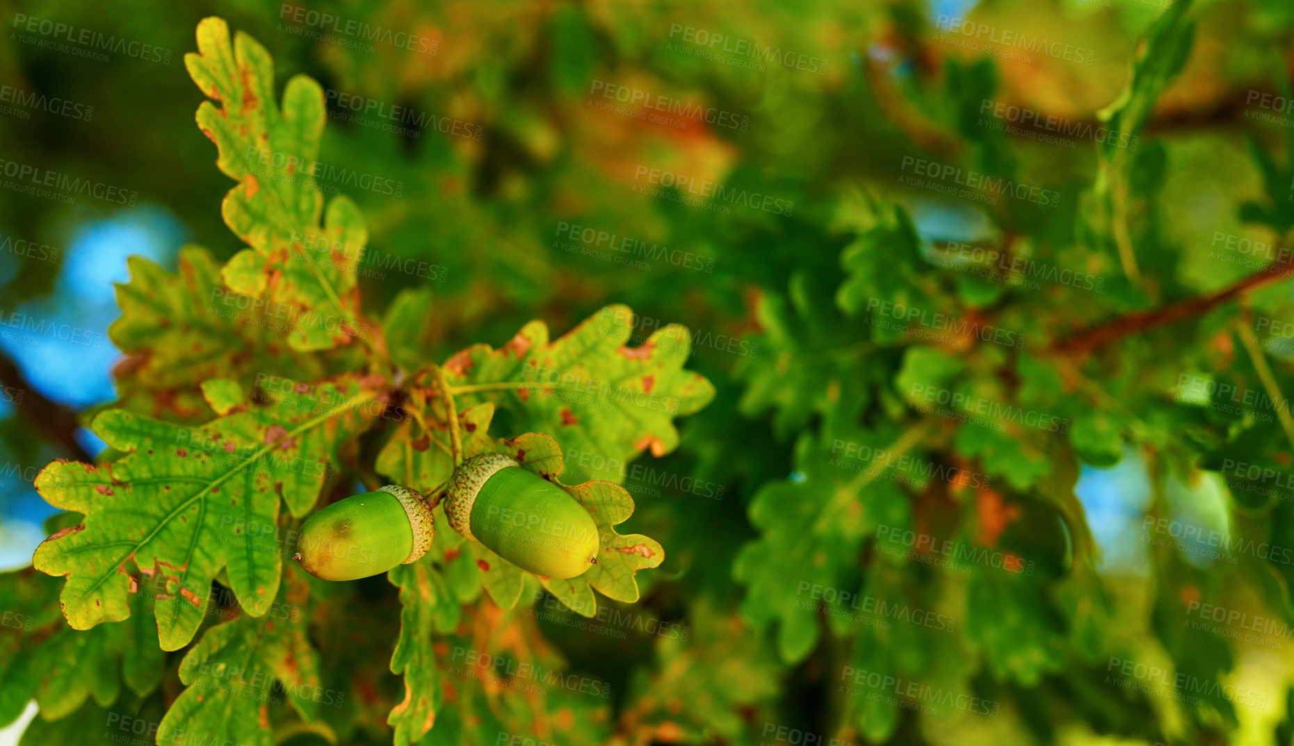 Buy stock photo Hardwood forest uncultivated - Denmark