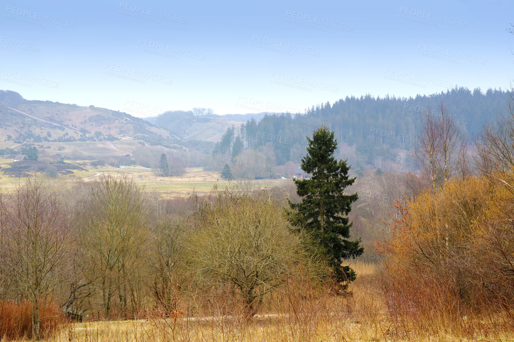 Buy stock photo Copyspace and scenic landscape of grassy meadows and forest trees with a clear blue sky. Hills and field with brown grass during Autumn. View of remote grassland in the countryside in Sweden