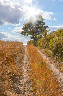 Buy stock photo A photo of a a dirt road in vibrant country field in harvest