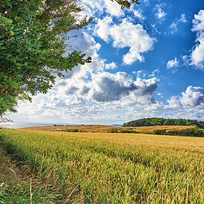 Buy stock photo A photo of a vibrant country field in harvest