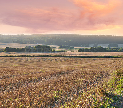 Buy stock photo A photo of a vibrant country field in harvest