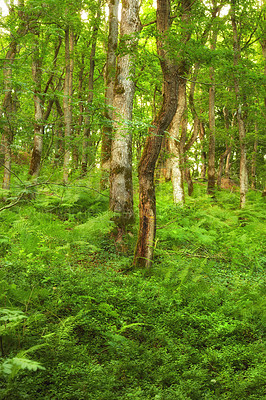Buy stock photo A photo of green and lush forest in springtime