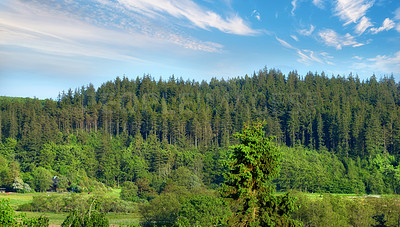 Buy stock photo A photo of green and lush forest