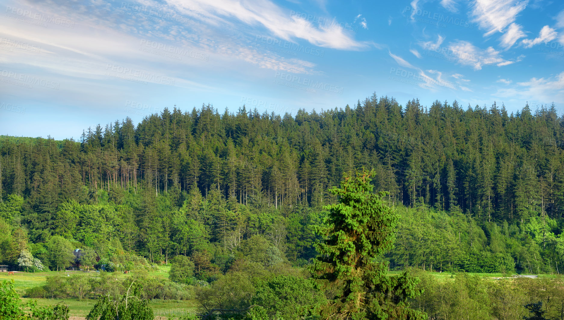 Buy stock photo Nature, landscape and environment with trees in forest for growth, adventure and wilderness explore. Sustainability, woods and habitat with outdoor for plants, ecology and blue sky view background