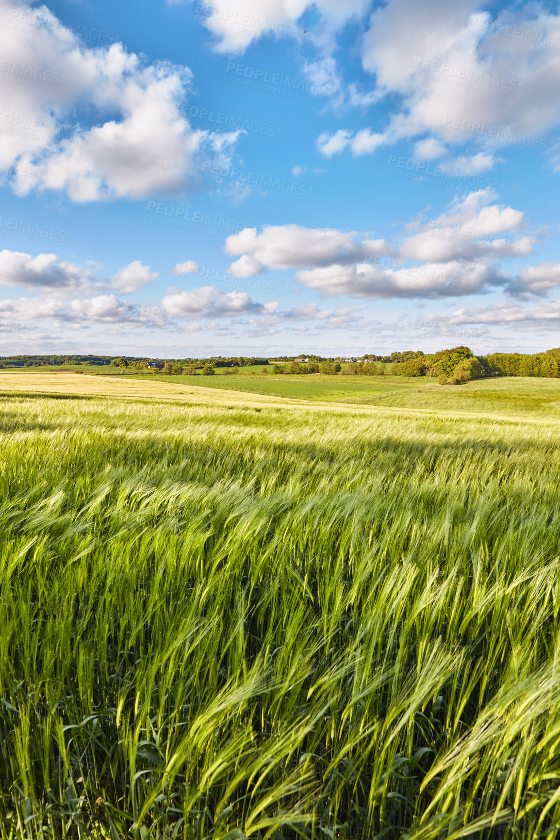 Buy stock photo Field, farming and clouds on blue sky for wheat, countryside or eco friendly background with green grass or plants. Sustainability, growth and grain development on empty farm or agriculture landscape