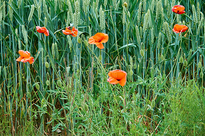 Buy stock photo A  photo of the countryside in early summer