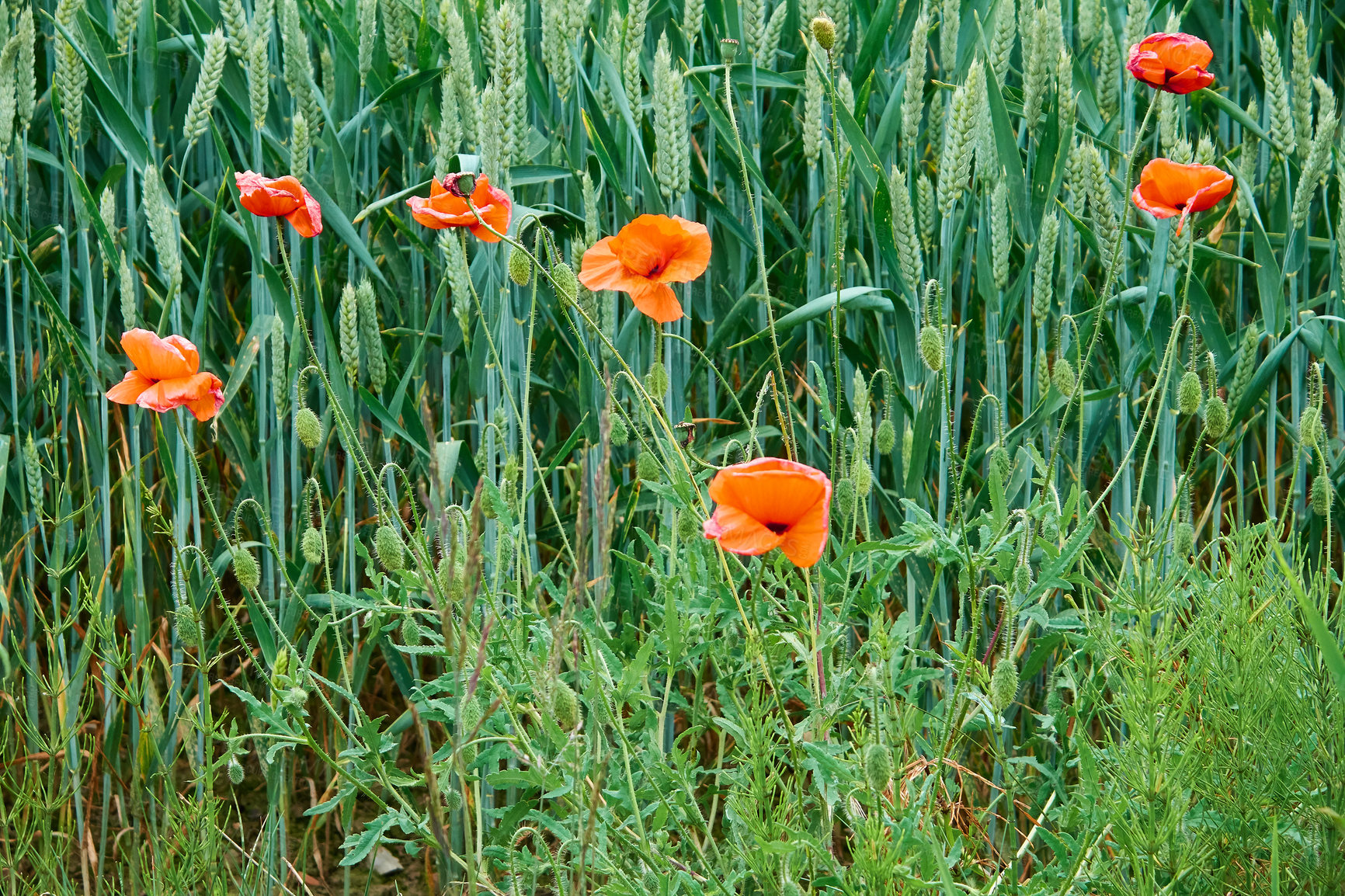 Buy stock photo A  photo of the countryside in early summer