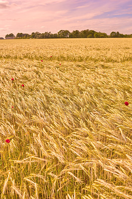 Buy stock photo Agriculture, environment and sunset with wheat in field for farming, sustainability and growth. Nature, landscape and plant with grain in countryside meadow for ecology, barley harvest and energy