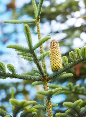 Buy stock photo Closeup of a pine cone growing in an evergreen boreal forest with a blurred sky background in Europe. Unique coniferous plant with thin needles in dense woodland in Denmark