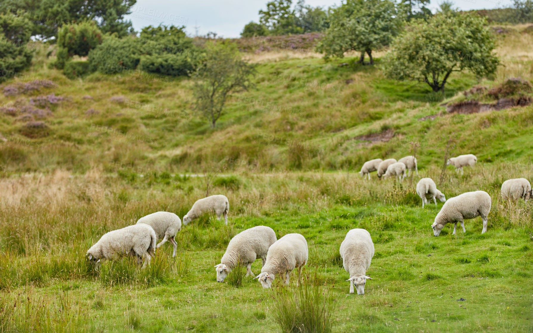 Buy stock photo Flock of sheep grazing on a farm pasture outdoors with copy space. Group of animals eating grass while roaming a meadow and open land. Raising livestock cattle for lamb, dairy and wool industry