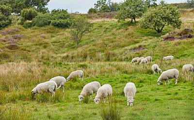 Buy stock photo Flock of sheep grazing on a farm pasture outdoors with copy space. Group of animals eating grass while roaming a meadow and open land. Raising livestock cattle for lamb, dairy and wool industry