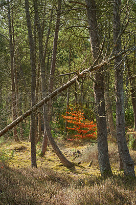 Buy stock photo Deforestation of fir, cedar or pine tree branches in quiet woods in Germany. Dry autumn trees in a remote coniferous meadow. Environmental nature conservation and cultivation of resin from a forest 