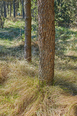 Buy stock photo The forest in late winter - early spring