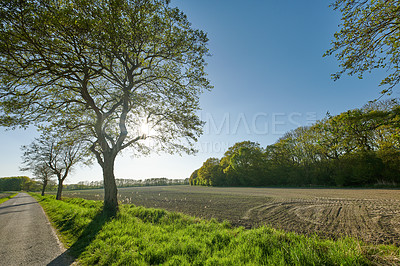Buy stock photo Rye and wheat grain growing on a farm in a remote countryside field with copy space. Tar road, path or street leading to a sustainable local cornfield with cut straw in the harvest and picking season