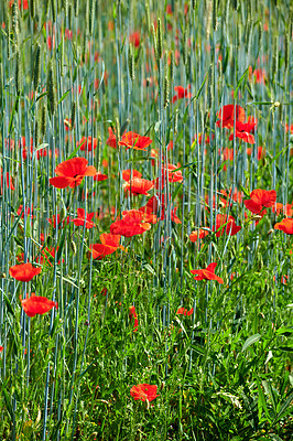 Buy stock photo A  photo of the countryside in early summer