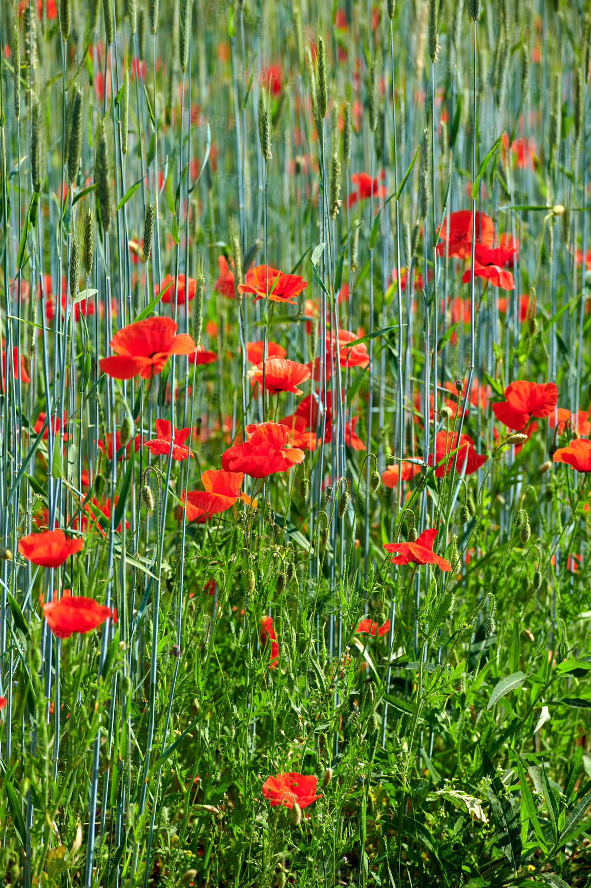 Buy stock photo A  photo of the countryside in early summer