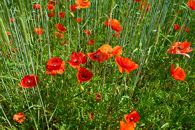 Buy stock photo A  photo of the countryside in early summer