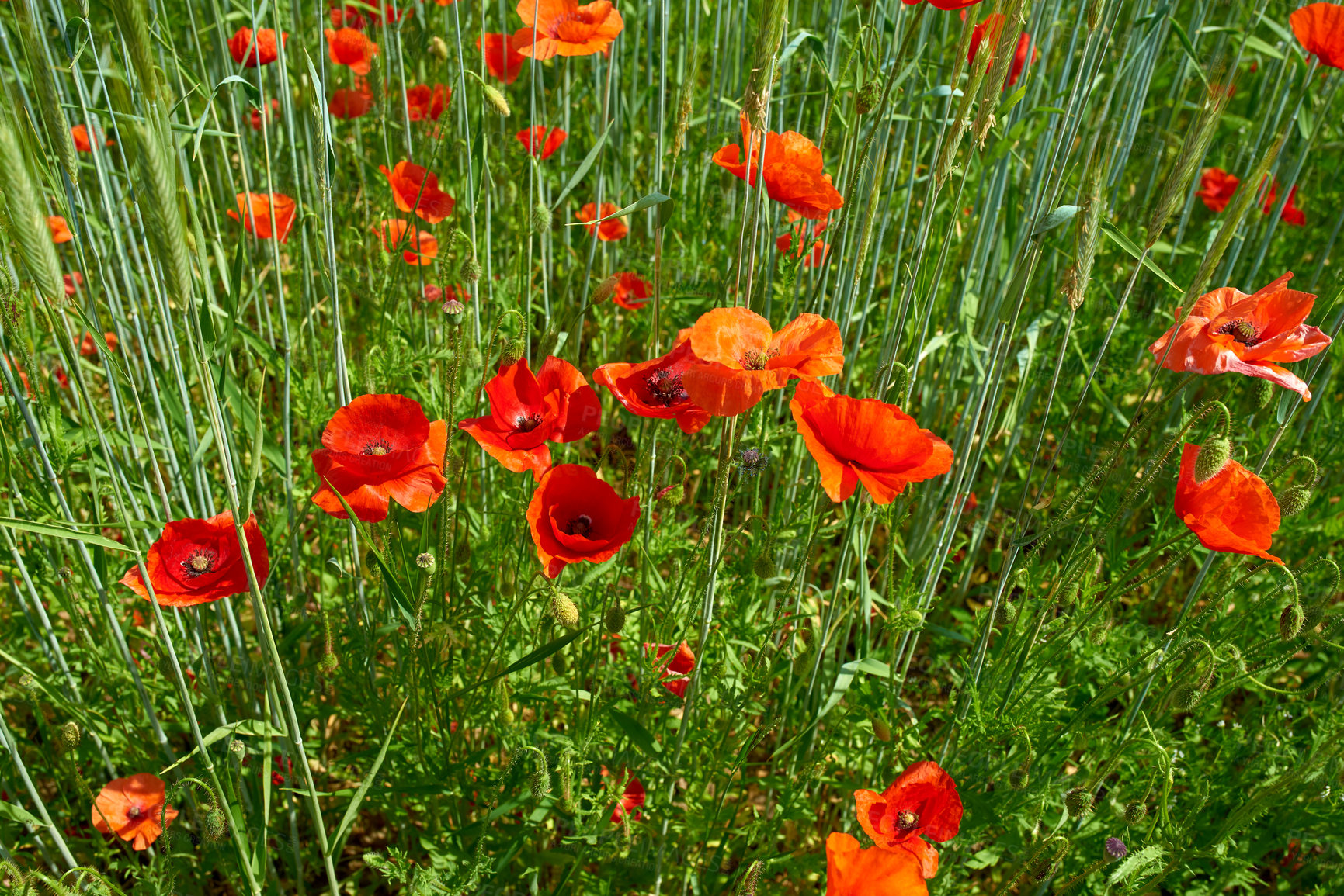 Buy stock photo A  photo of the countryside in early summer