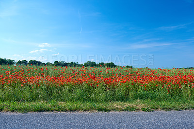 Buy stock photo A  photo of the countryside in early summer