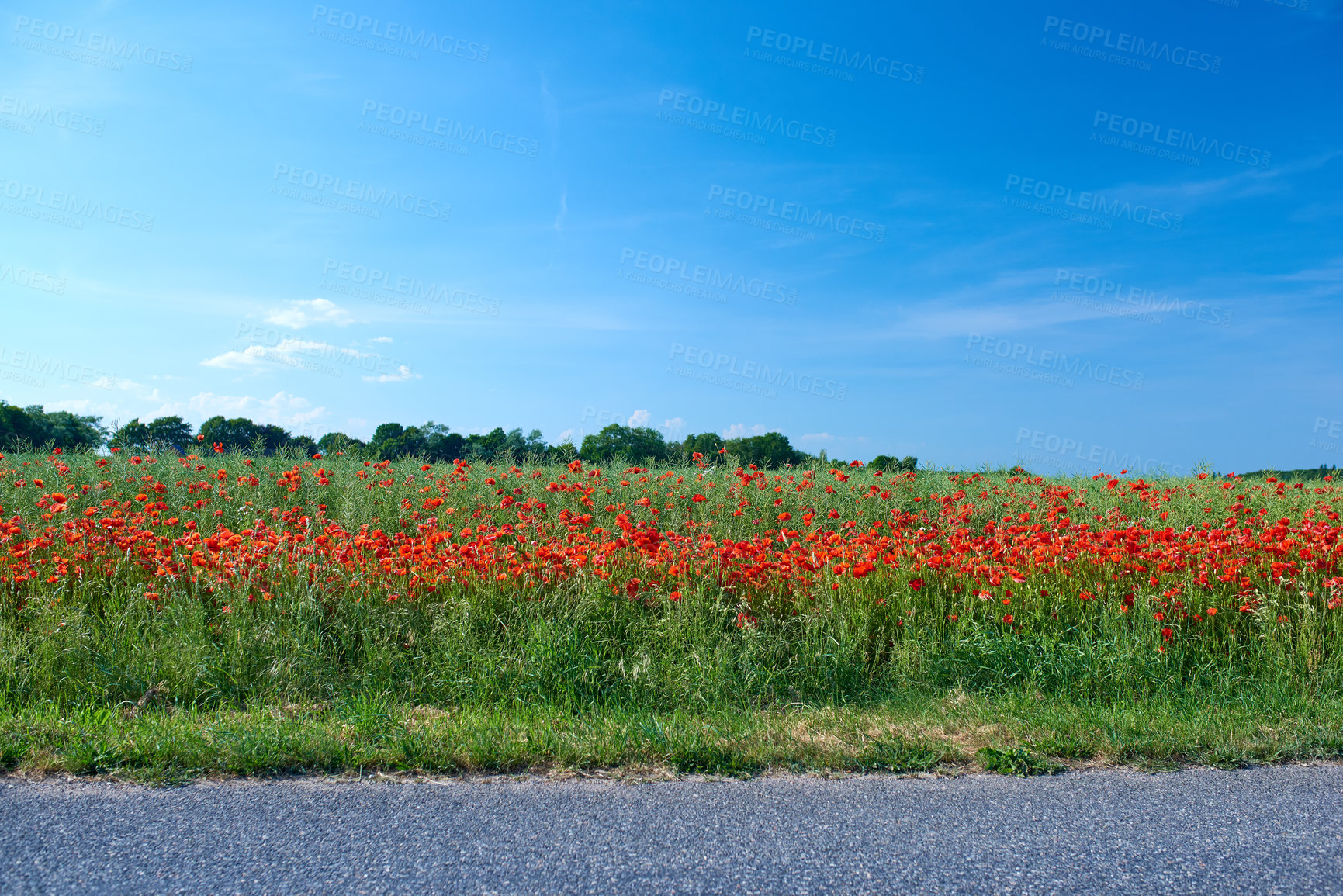 Buy stock photo A  photo of the countryside in early summer