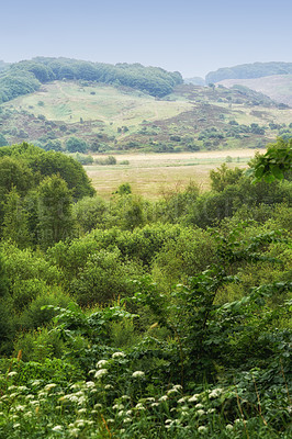 Buy stock photo Nature, field and landscape with tree in countryside for environment, adventure and wilderness explore. Sustainability, grass and habitat with outdoor for plants, ecology and sky view background