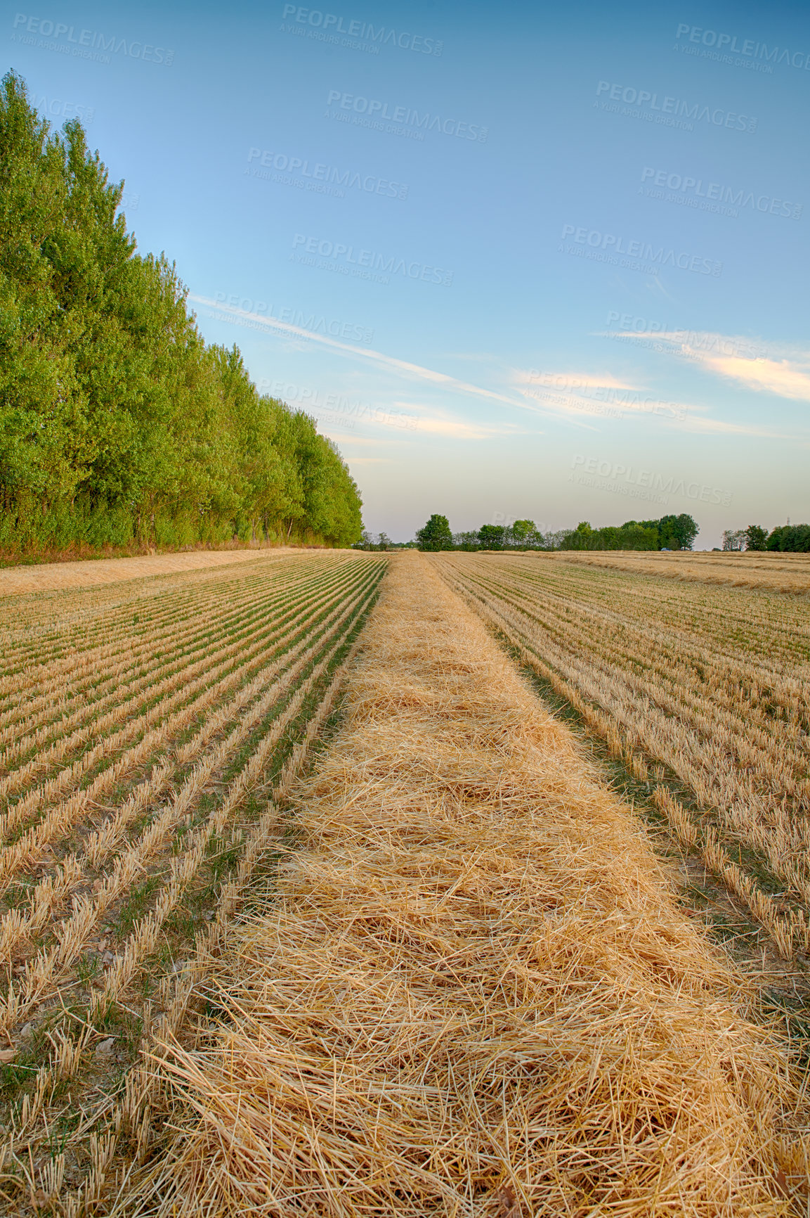 Buy stock photo Field, countryside and ecosystem with agriculture, nature and environment with ecology. Empty, trees and outdoor with sustainability, eco friendly and landscape with harvest, organic grain or growth
