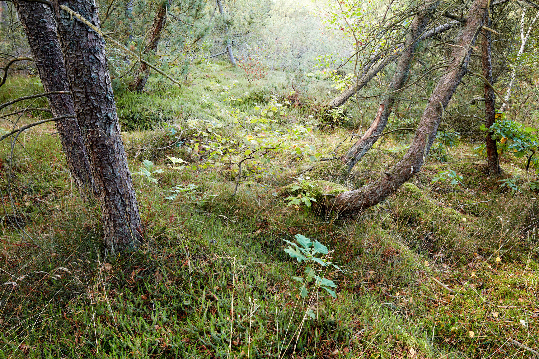 Buy stock photo Beautiful lush green forest in the ecosystem, tall pine trees growing with nature in harmony, and copy space. Tranquil morning sun with a view of a zen, quiet jungle. Soothing nature with fresh air 