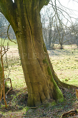 Buy stock photo The forest in late winter - early spring