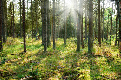 Buy stock photo Beautiful lush green forest in Denmark, tall pine trees growing with nature in harmony and copyspace. Tranquil summer morning sun with a view of a zen, quiet jungle. Soothing nature with fresh air