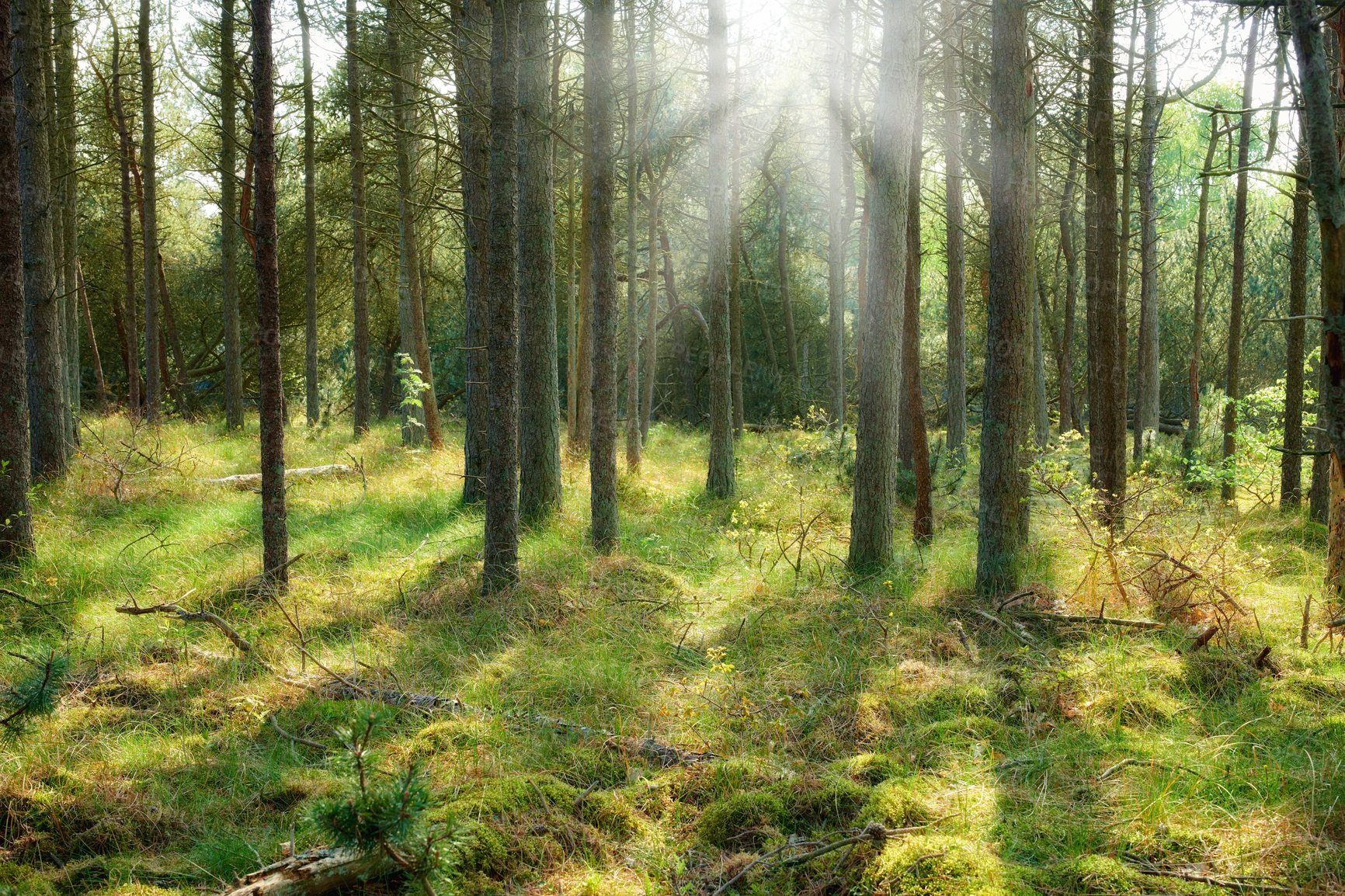 Buy stock photo Beautiful lush green forest in Denmark, tall pine trees growing with nature in harmony and copyspace. Tranquil summer morning sun with a view of a zen, quiet jungle. Soothing nature with fresh air