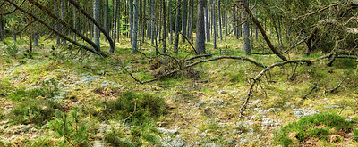 Buy stock photo The forest in late winter - early spring