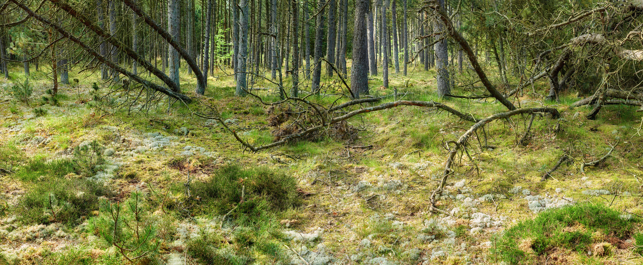 Buy stock photo The forest in late winter - early spring