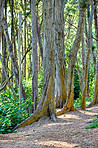 Bellows Field Beach Park - Oahu, Hawaii