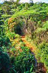 Rainforest - Oahu, Hawaii